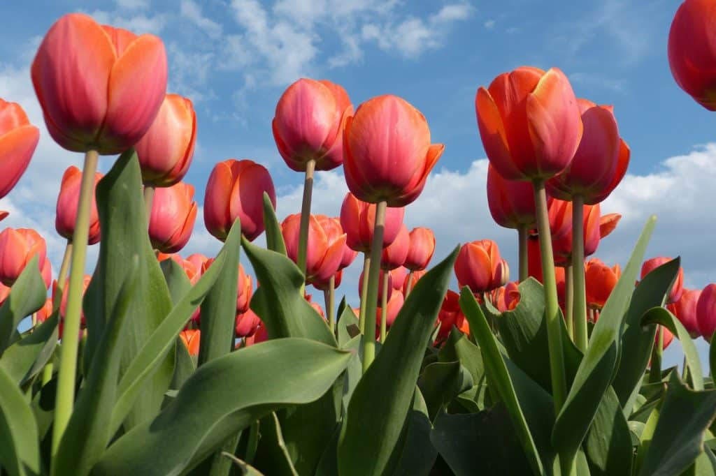 Holanda